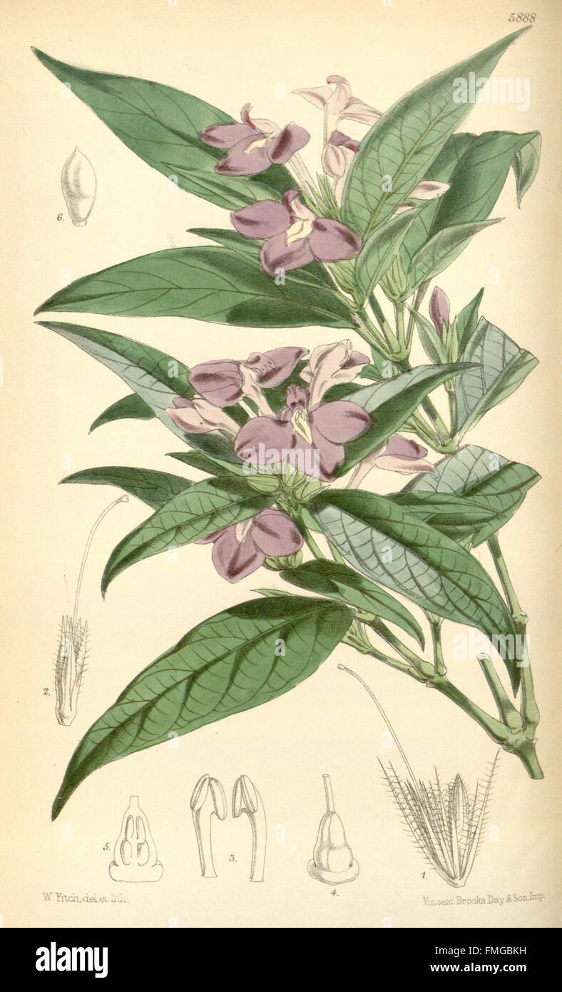 Curtis’s botanical magazine cover hi-res stock photography and images ...