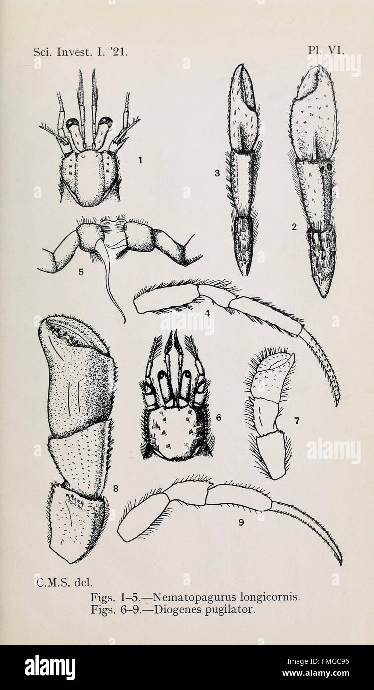 Decapoda reptantia of the coasts of Ireland (Pl. VI) Stock Photo