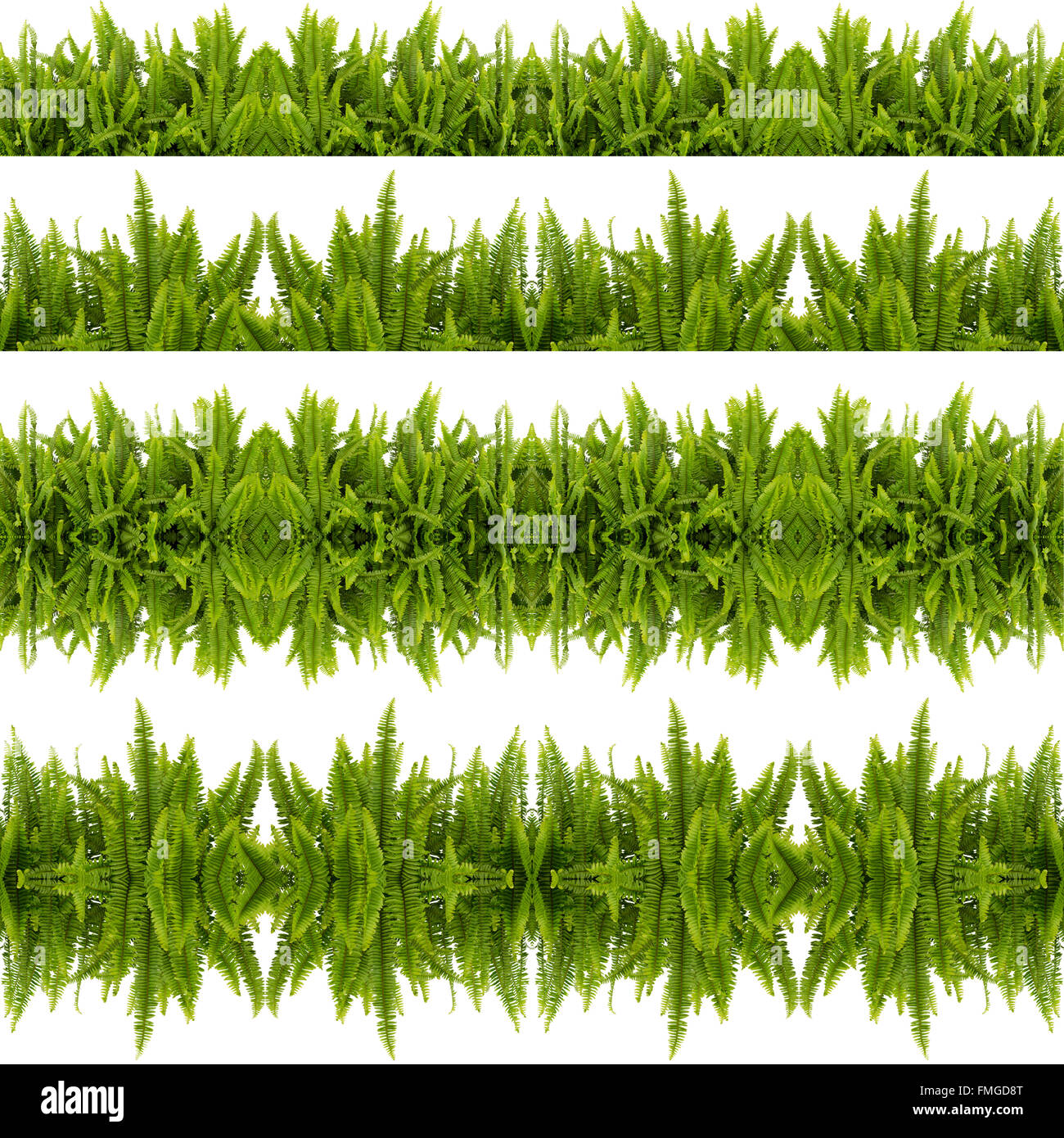 Tuber Sword Fern Seamless Pattern Isolated On White Background Stock ...