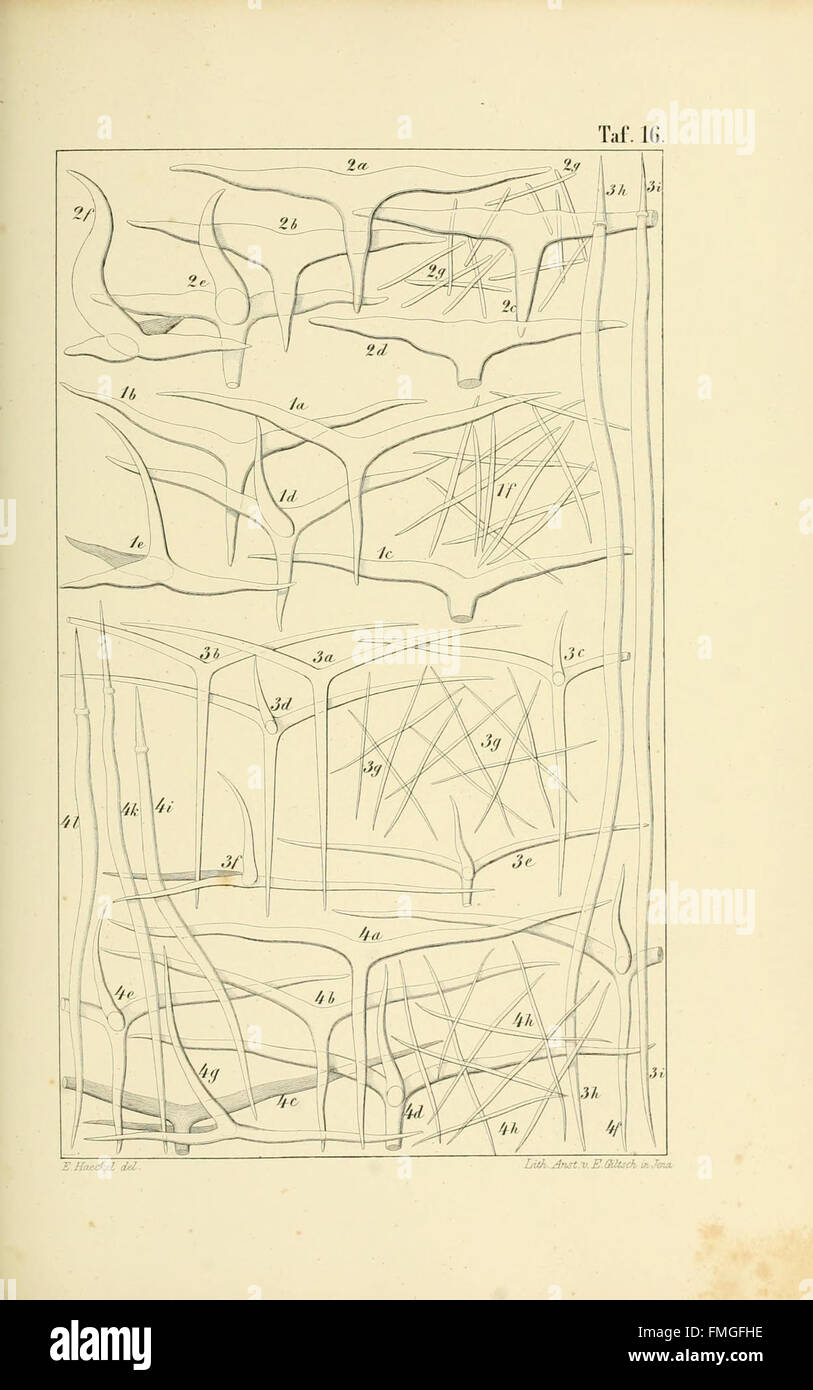 This German publication illustrates calcareous sponges, with Plate 16 ...