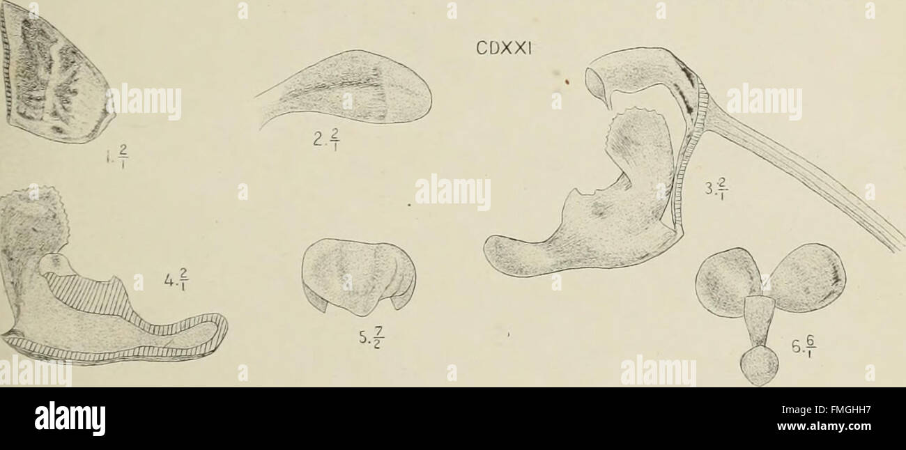 'Die Orchideen von Java' (1905) is a study on the orchids native to ...