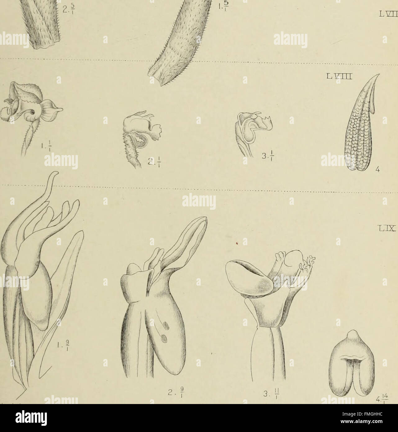 'Die Orchideen von Java' (1905) documents the diverse orchid species ...