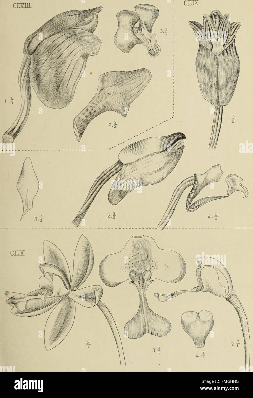 'Die Orchideen von Java' (1905) explores the diverse species of orchids ...