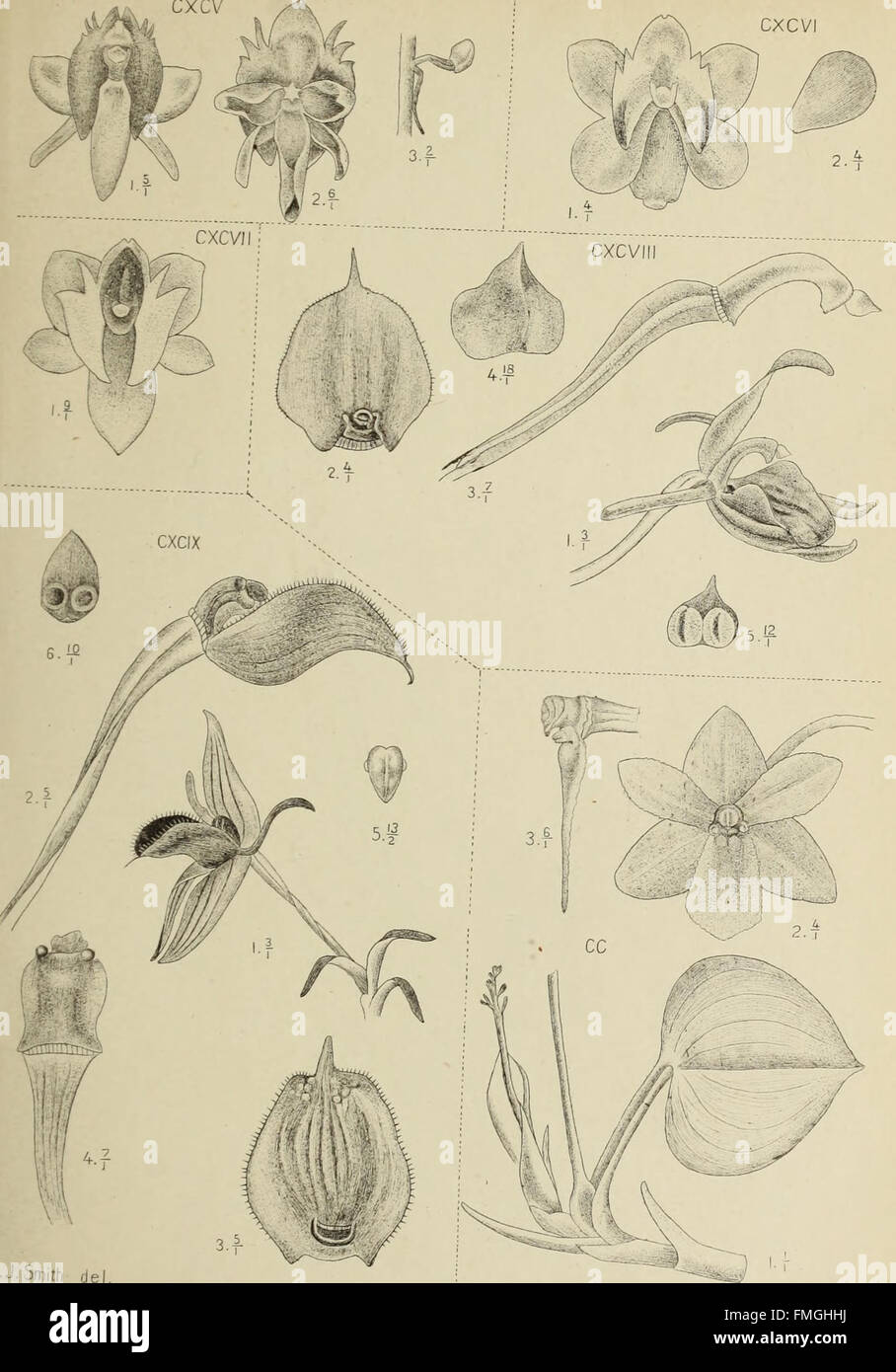 'Die Orchideen von Java' (1905) presents a comprehensive study of the ...