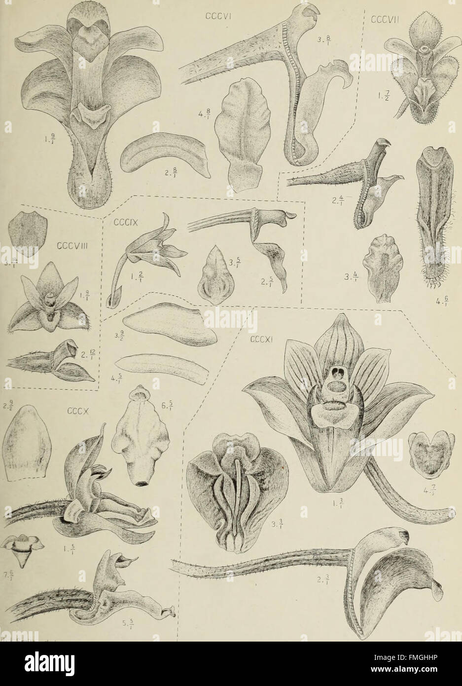 'Die Orchideen von Java' (1905) features detailed illustrations and ...