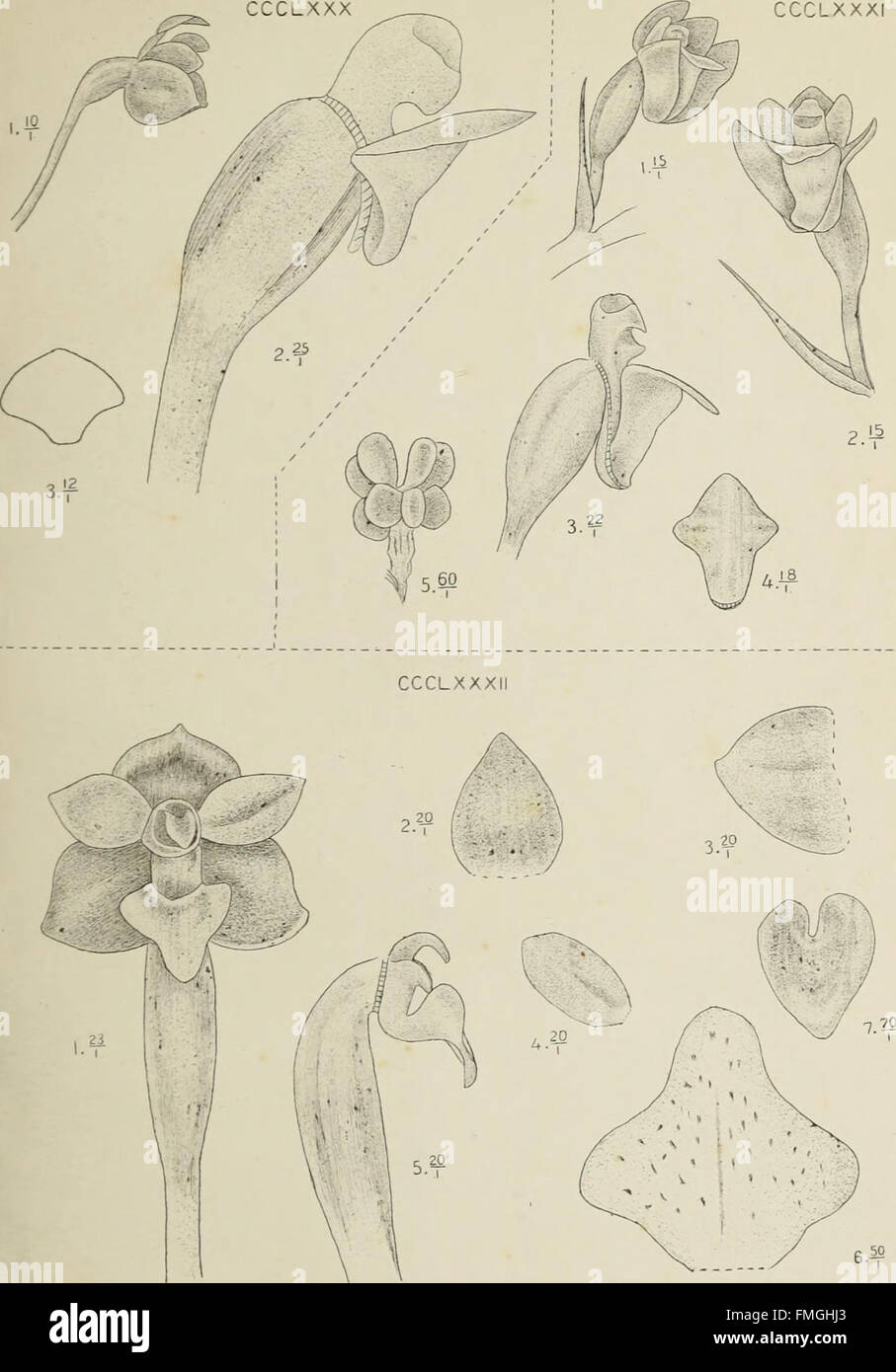 Die orchideen von Java (1905 Stock Photo - Alamy