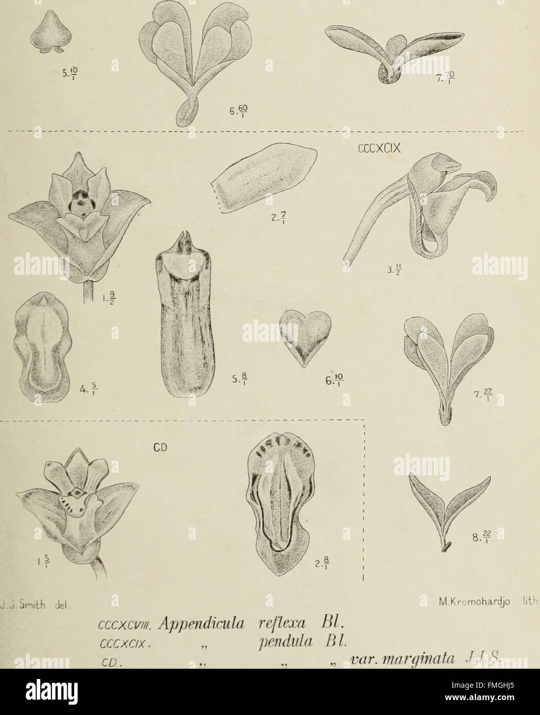 'Die Orchideen von Java' (1905) provides an illustrated study of orchid ...