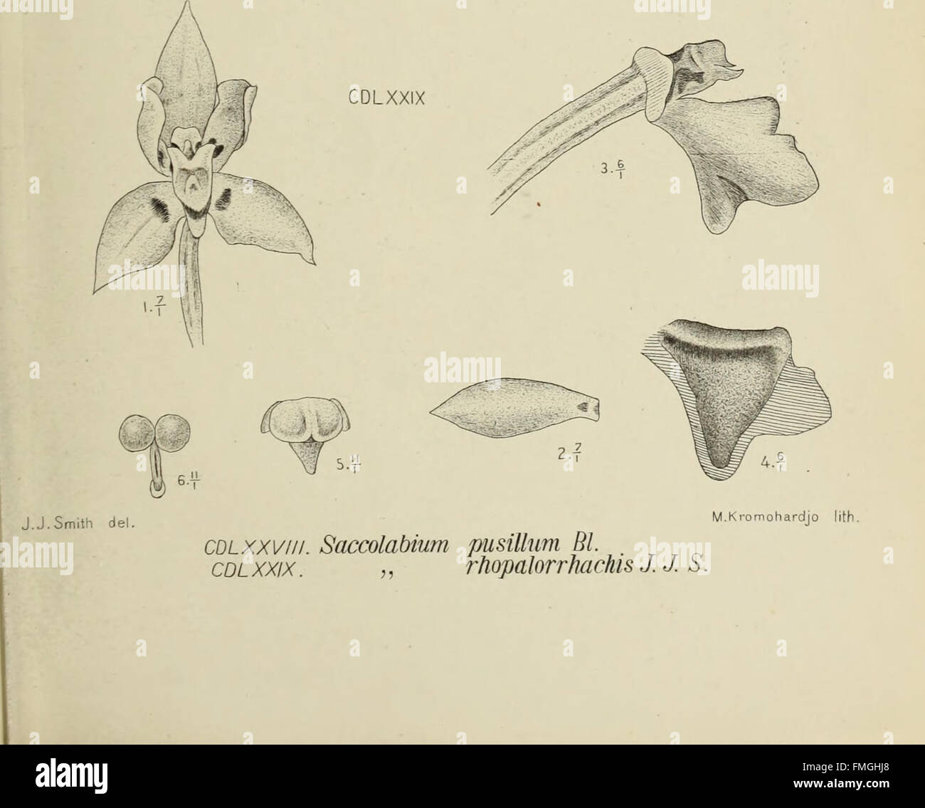 *Die Orchideen von Java* (1905) focuses on the diverse species of ...