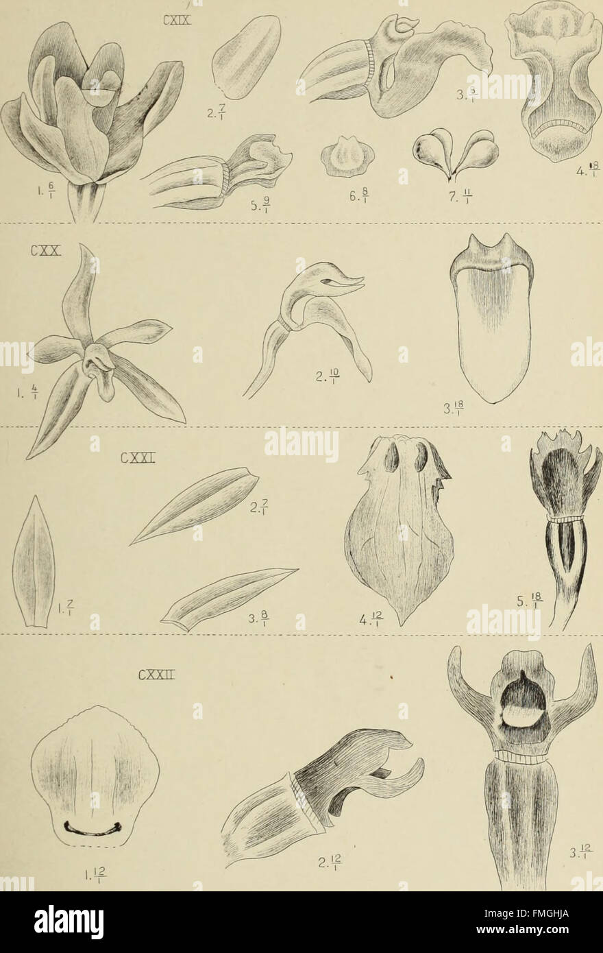 This 1905 work, 'Die Orchideen von Java,' focuses on the rich diversity ...