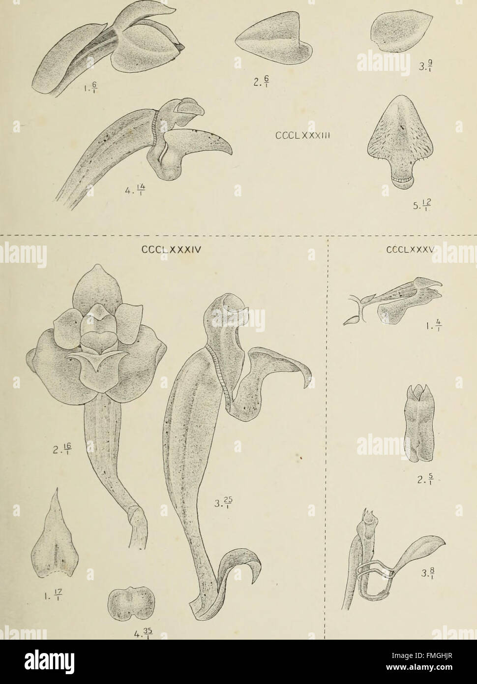 This 1905 study explores the native orchid species of Java, detailing ...