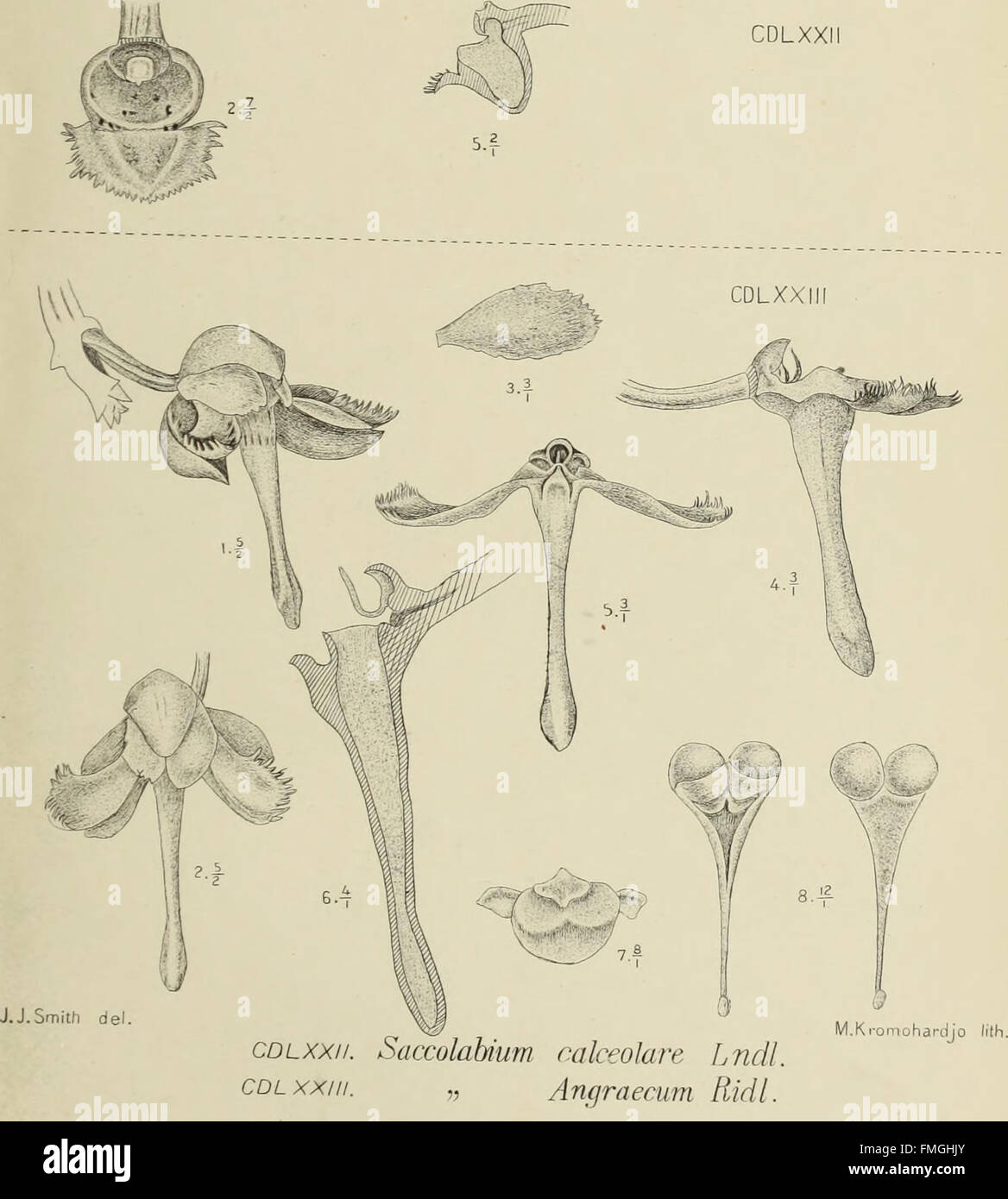 'Die Orchideen von Java' (1905) offers a comprehensive study of the ...