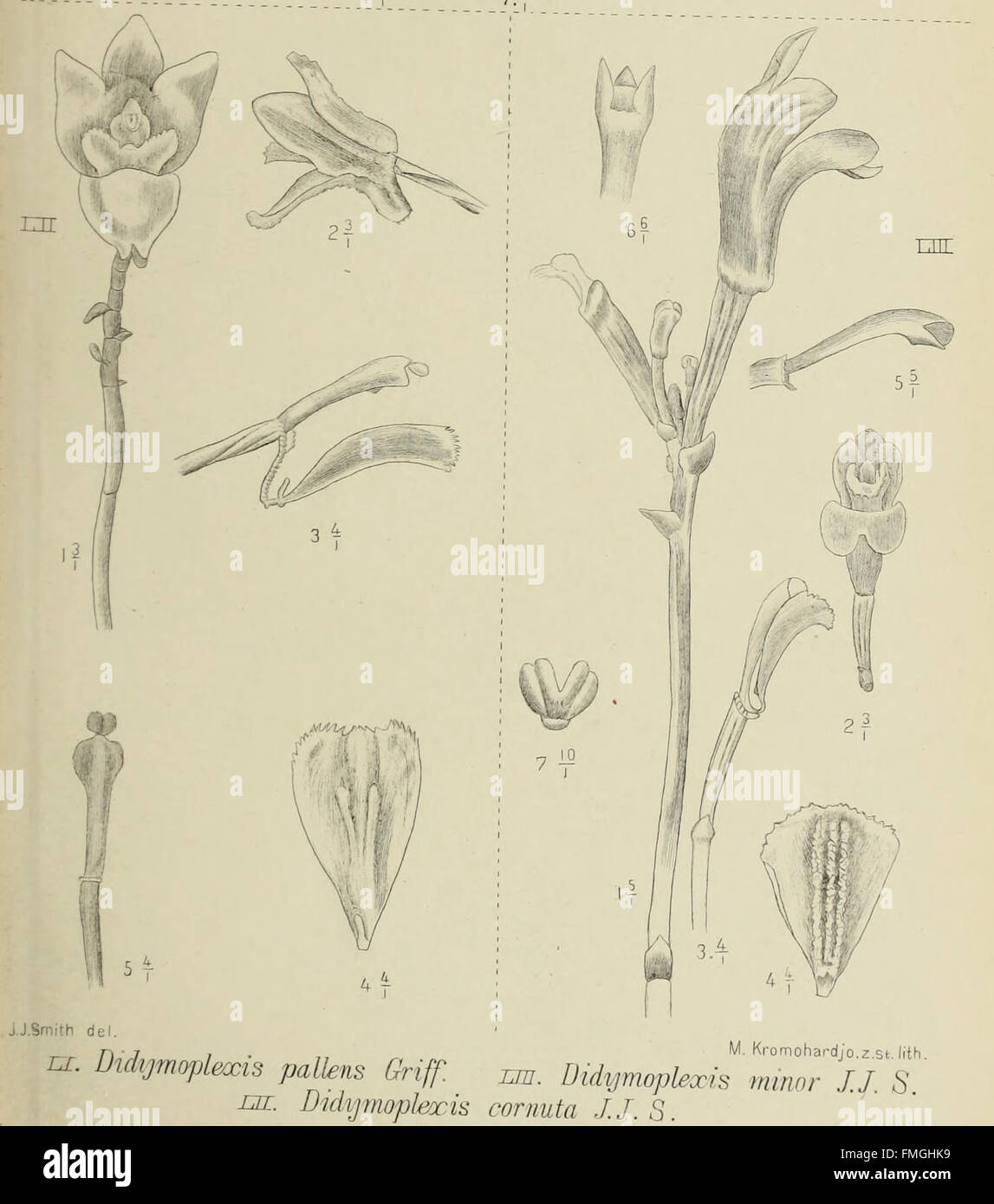Die orchideen von Java (1905 Stock Photo - Alamy