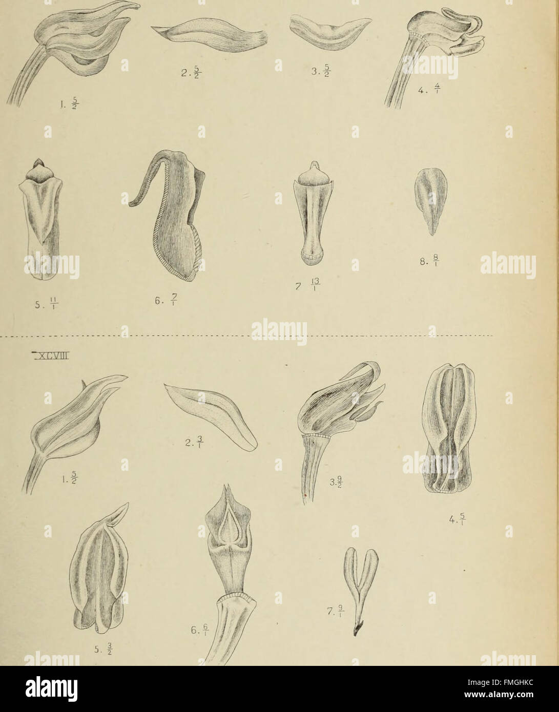 'Die Orchideen von Java' (1905) is a botanical study of the orchid ...