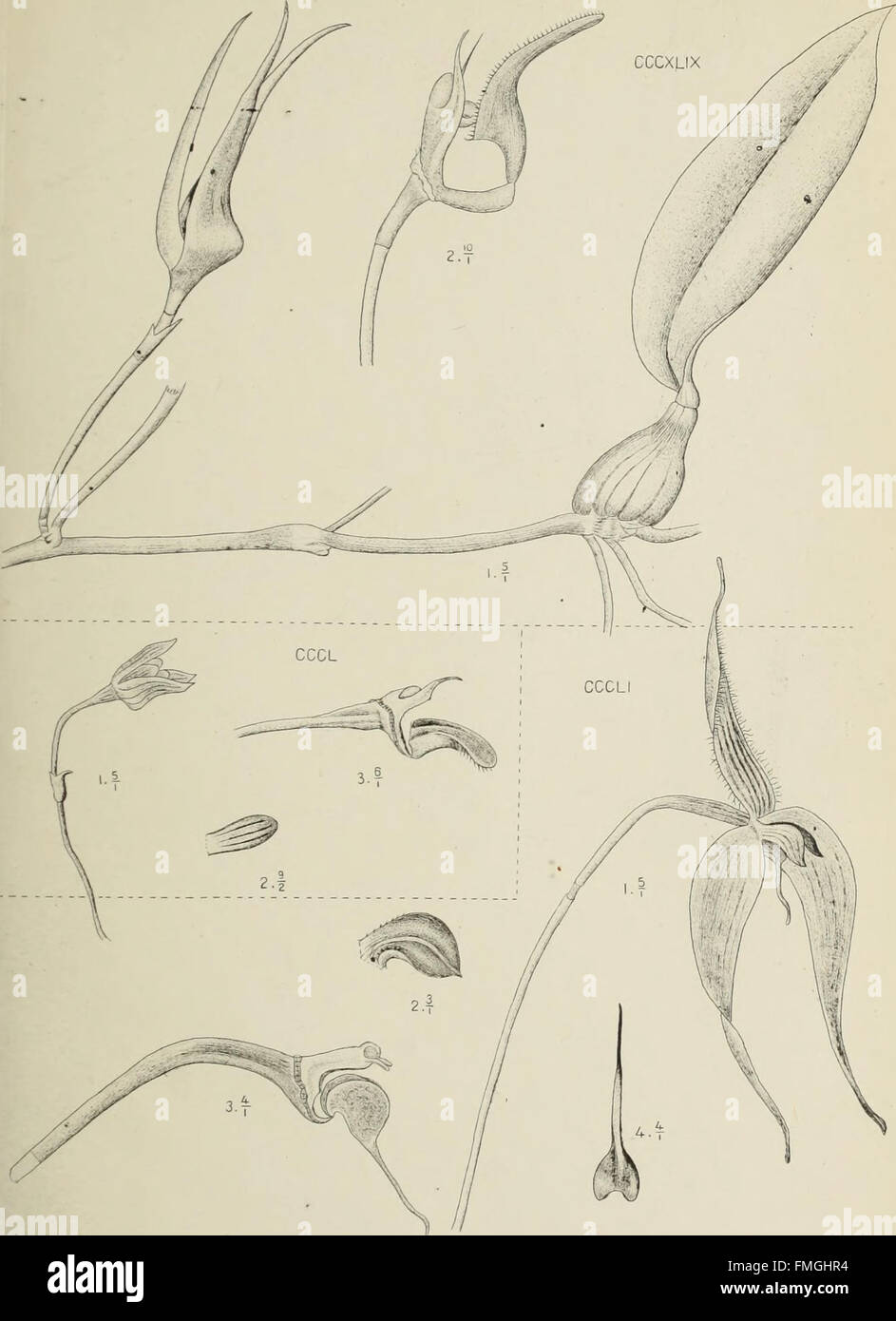 Die orchideen von Java (1905 Stock Photo - Alamy