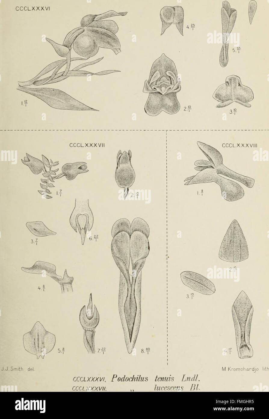 'Die Orchideen von Java' (1905) is a detailed study of the orchids ...