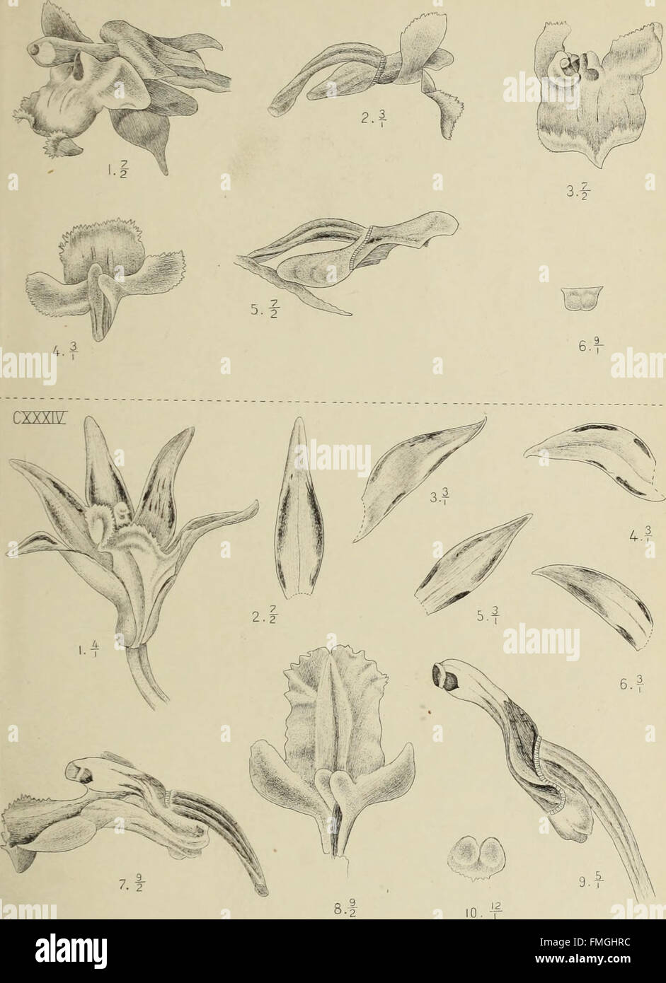 This 1905 publication explores the diverse orchid species of Java ...