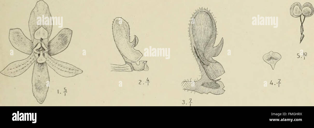 Die Orchideen von Java (1905) is a botanical work focused on the ...