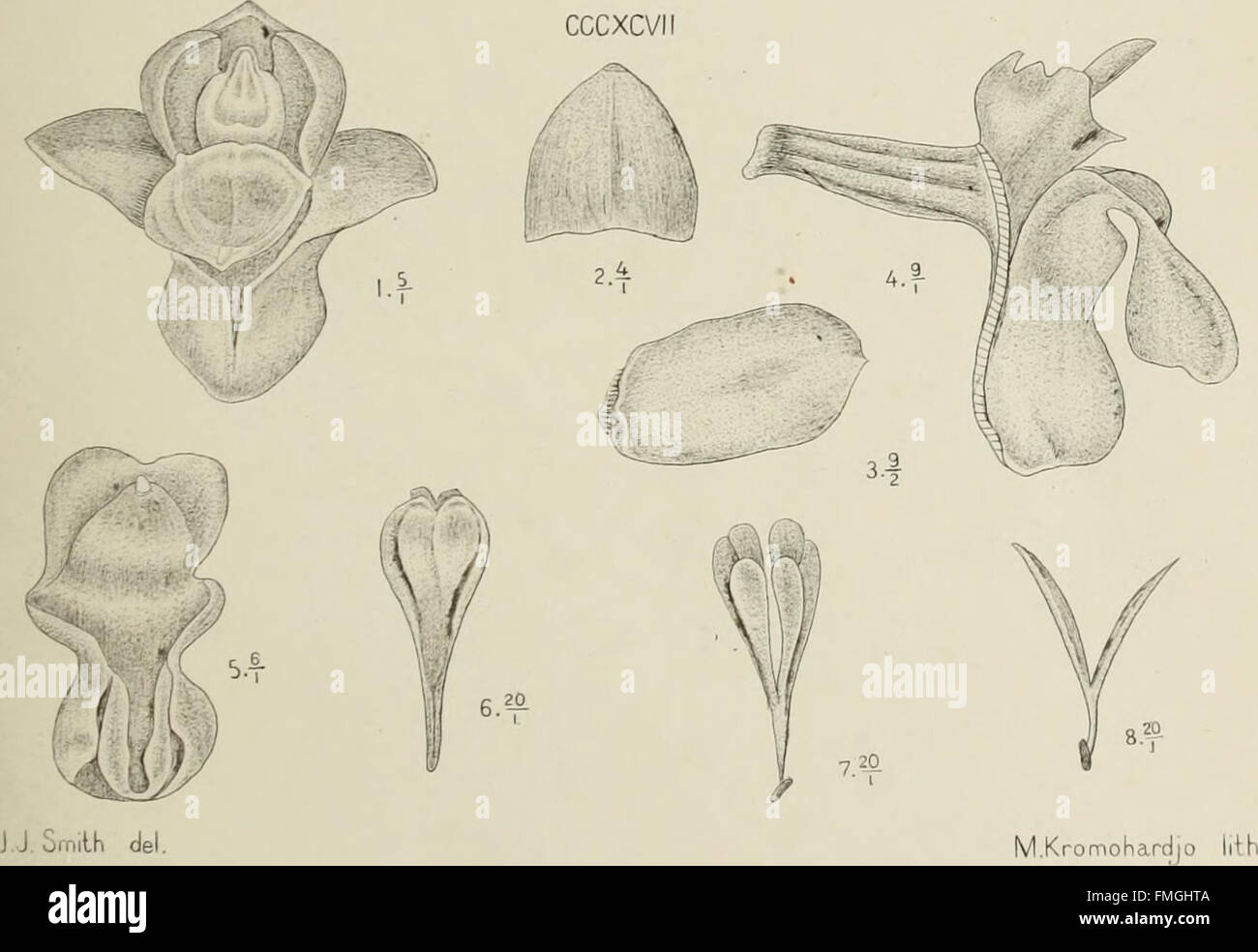 A 1905 work titled 'Die Orchideen von Java', focusing on the orchids of ...