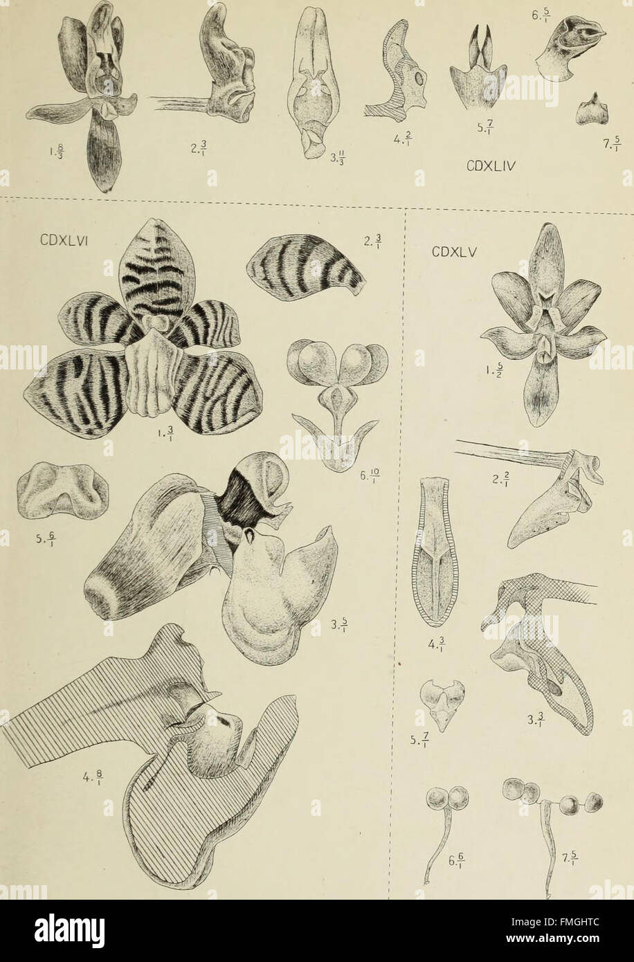 'Die Orchideen von Java' (1905) documents the diverse orchid species ...