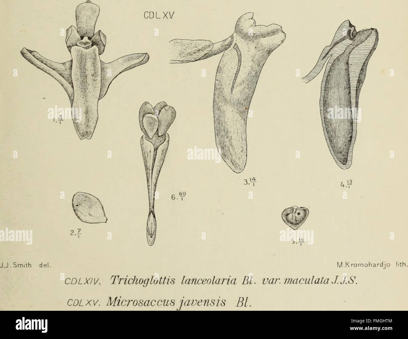 'Die Orchideen von Java' from 1905 showcases the diverse orchid species ...