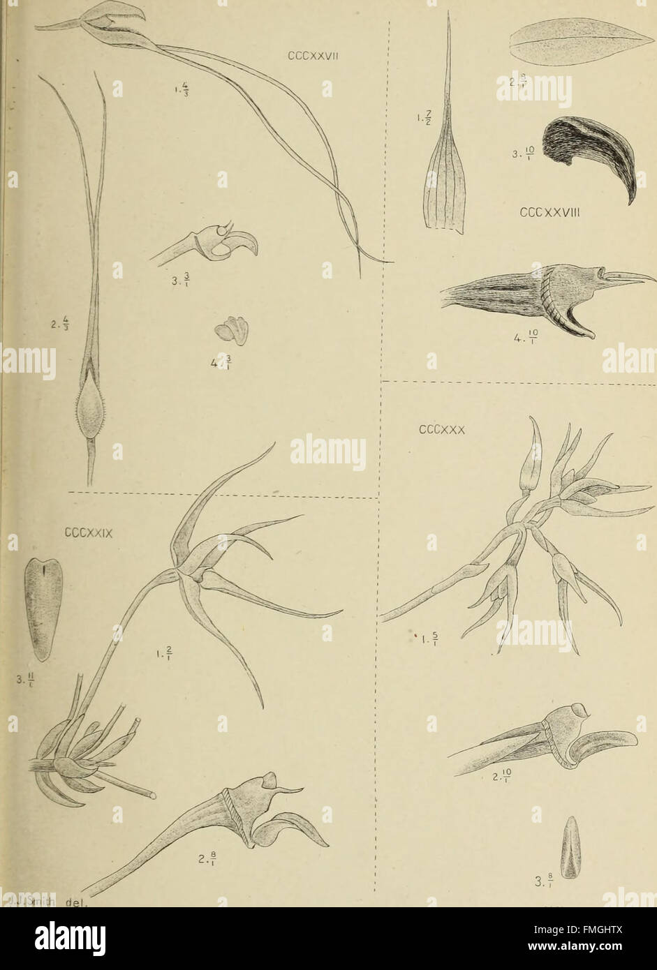 *Die Orchideen von Java* (1905) explores the diverse orchid species of ...
