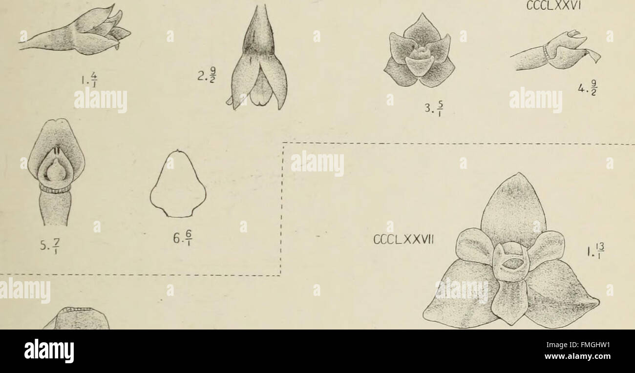 'Die Orchideen von Java' (1905) provides a detailed study of the orchid ...
