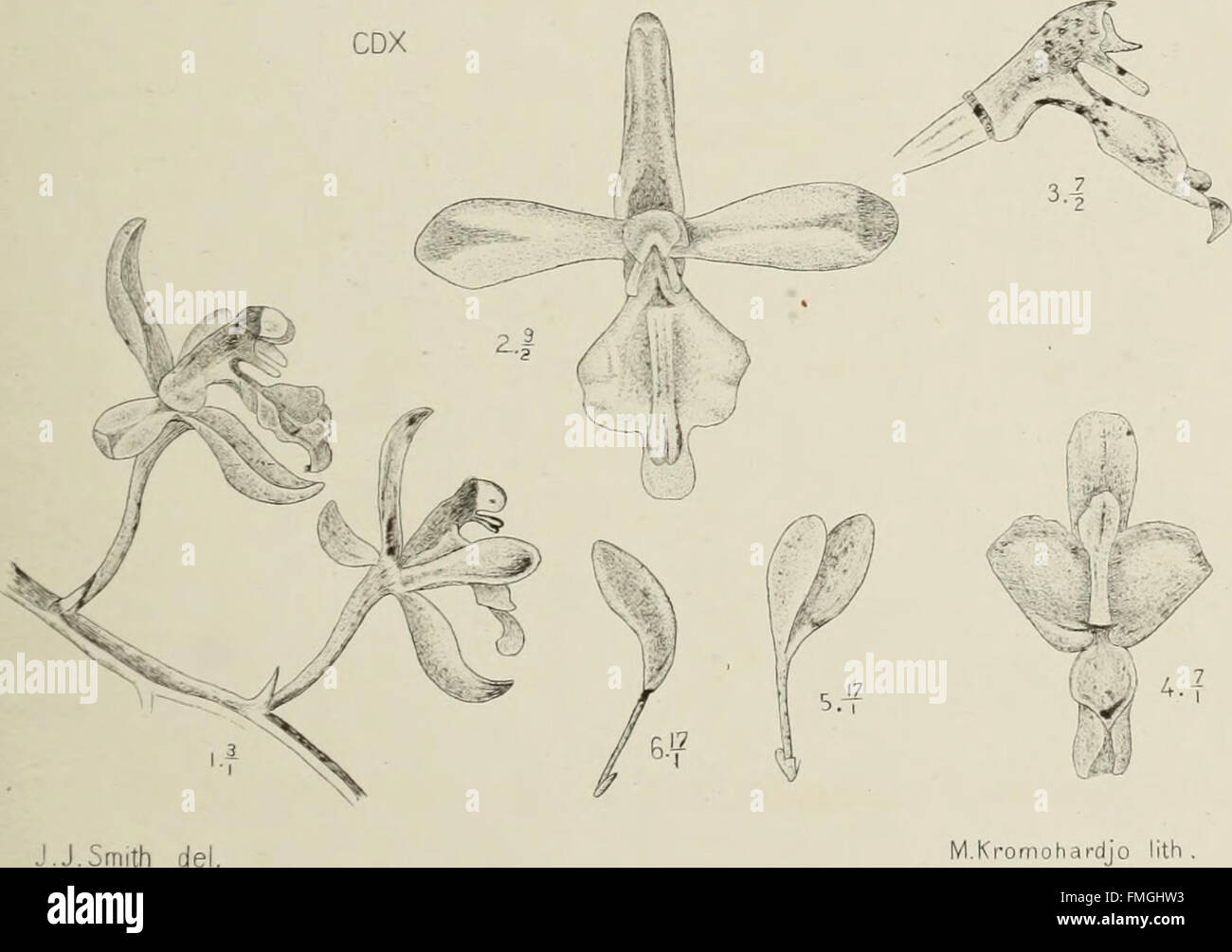Die orchideen von Java (1905 Stock Photo - Alamy