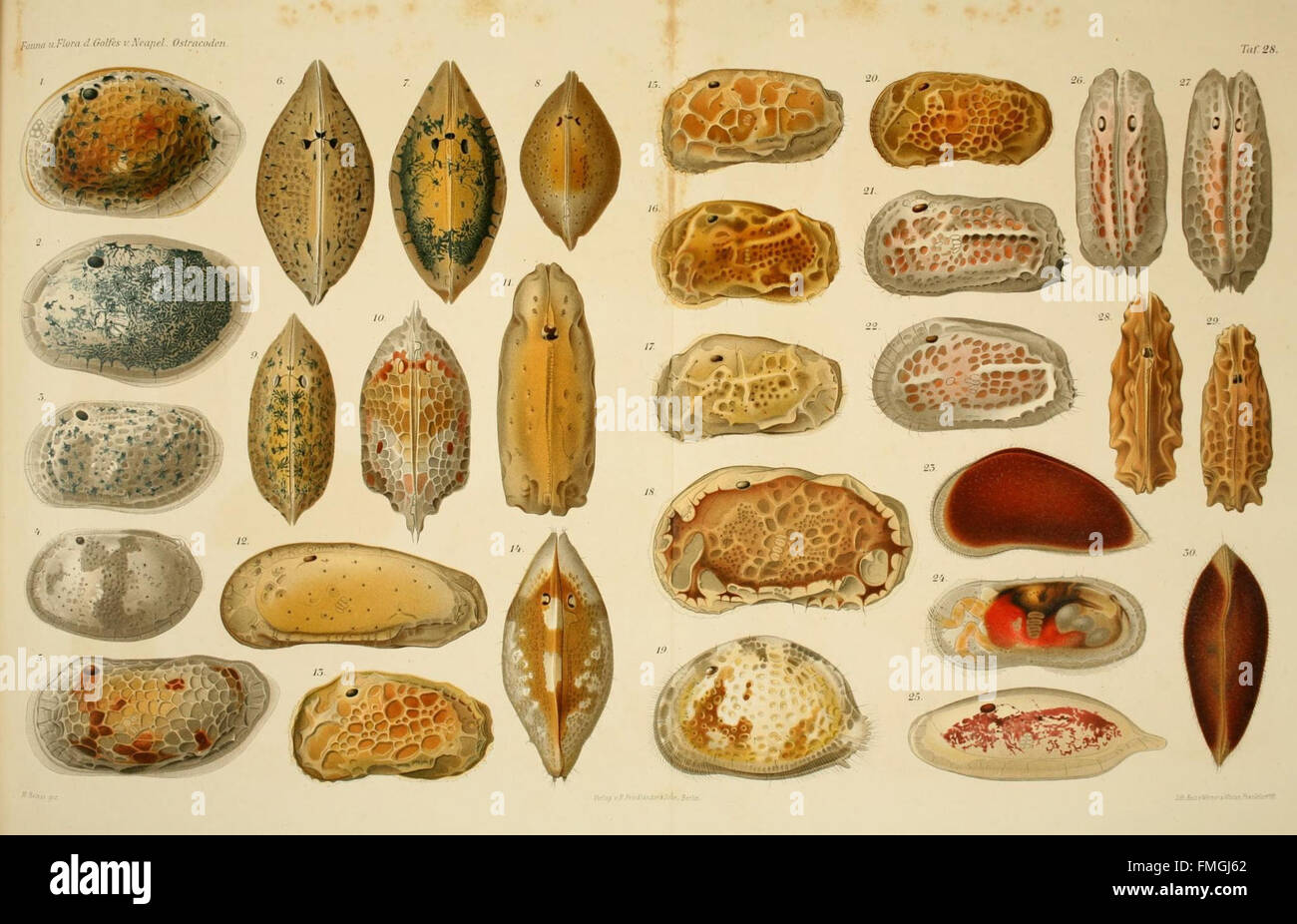 Crustacea Italy Mblwhoi Library High Resolution Stock Photography and