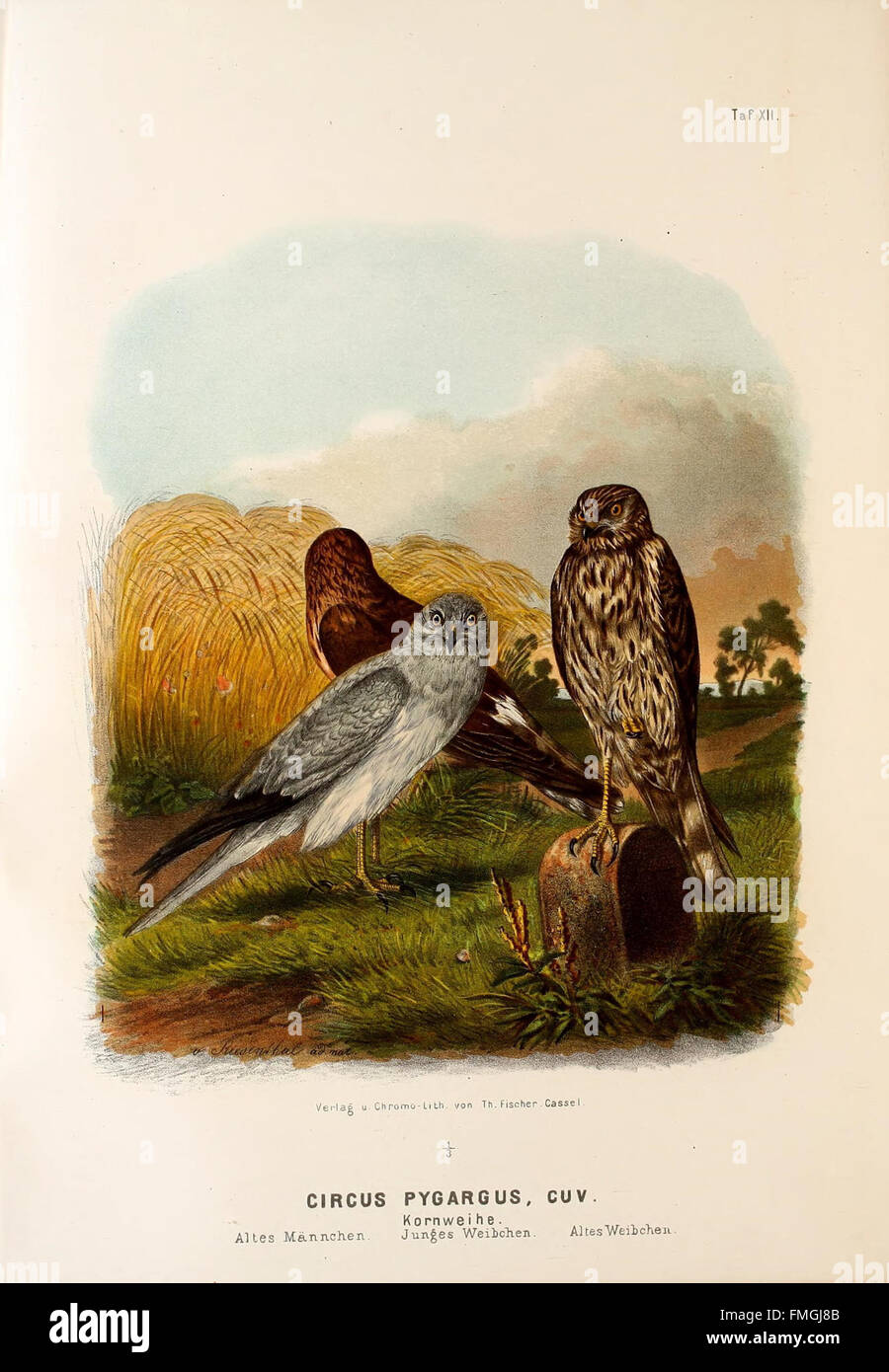 This plate from 'Die Raubvögel Deutschlands' depicts raptors of Germany ...