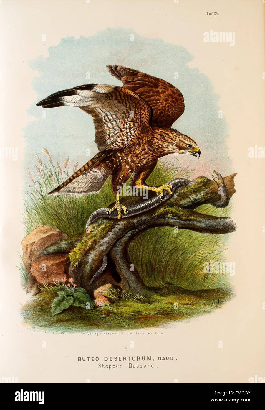 Plate XV from 'Die Raubvögel Deutschlands' depicts various species of ...
