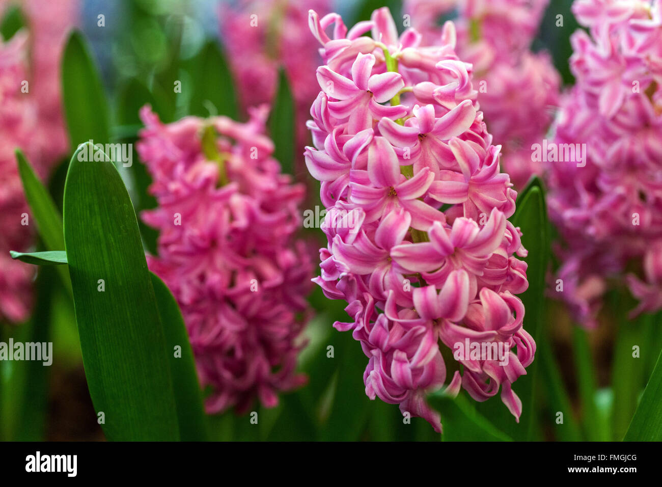 Hyacinth, Hyacinthus orientalis Stock Photo