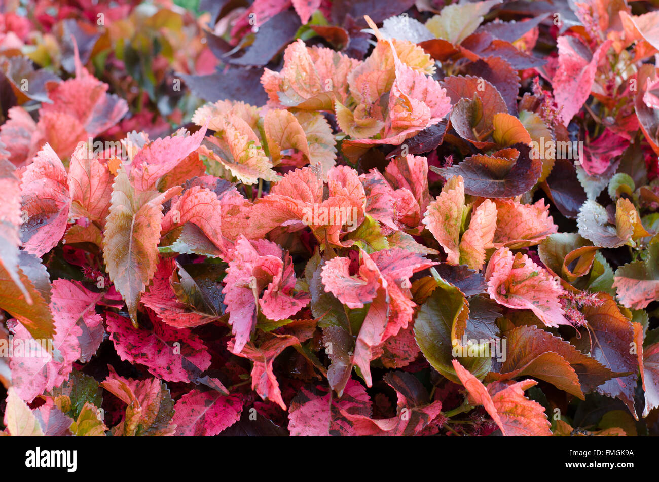 Copper leaf or Emilia sonchifolia DC Stock Photo