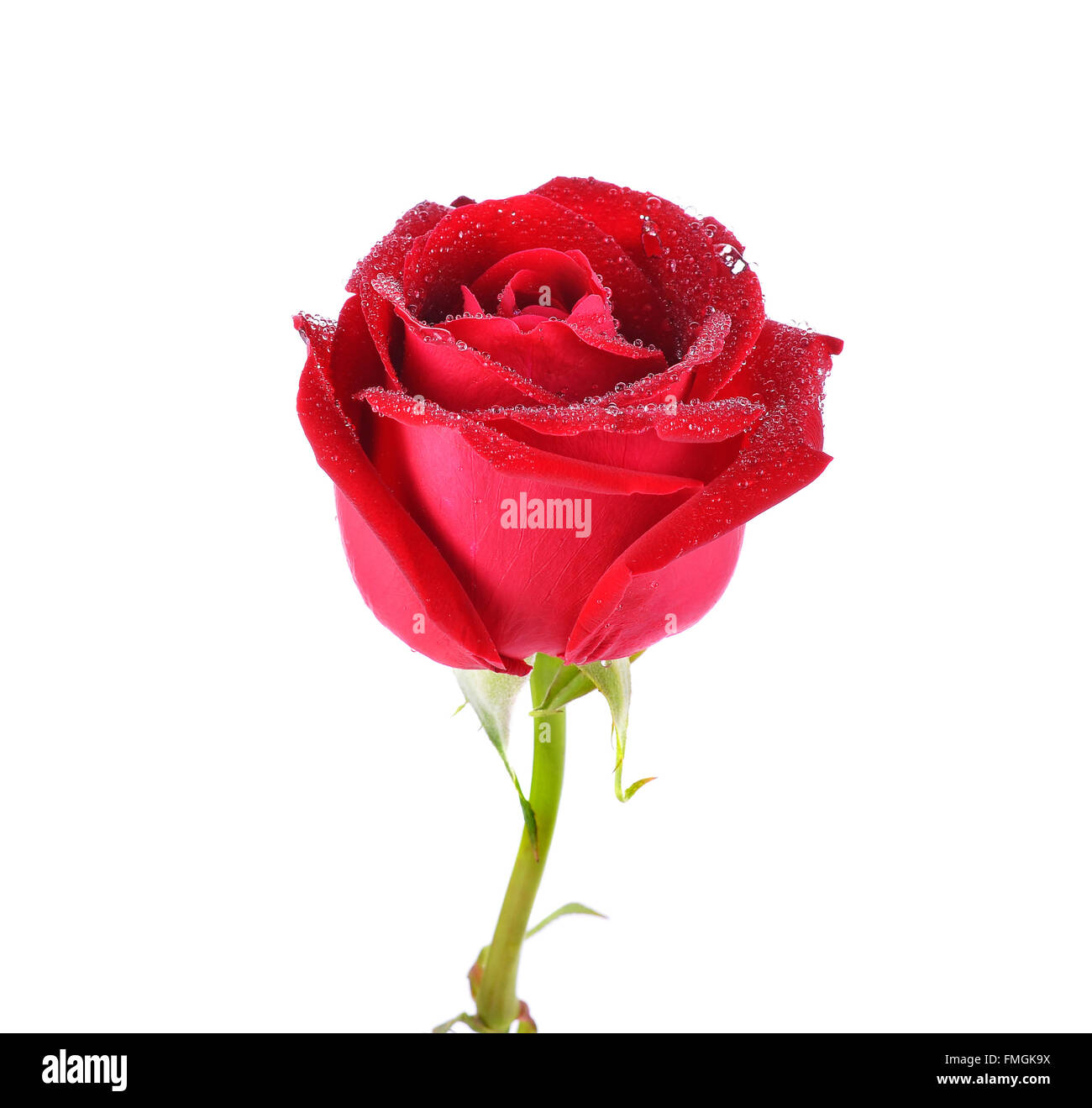 a rose isolated on white background Stock Photo - Alamy