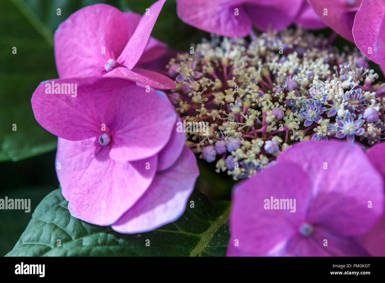 Mountain Hydrangea, Hydrangea serrata pink close up flower Stock Photo