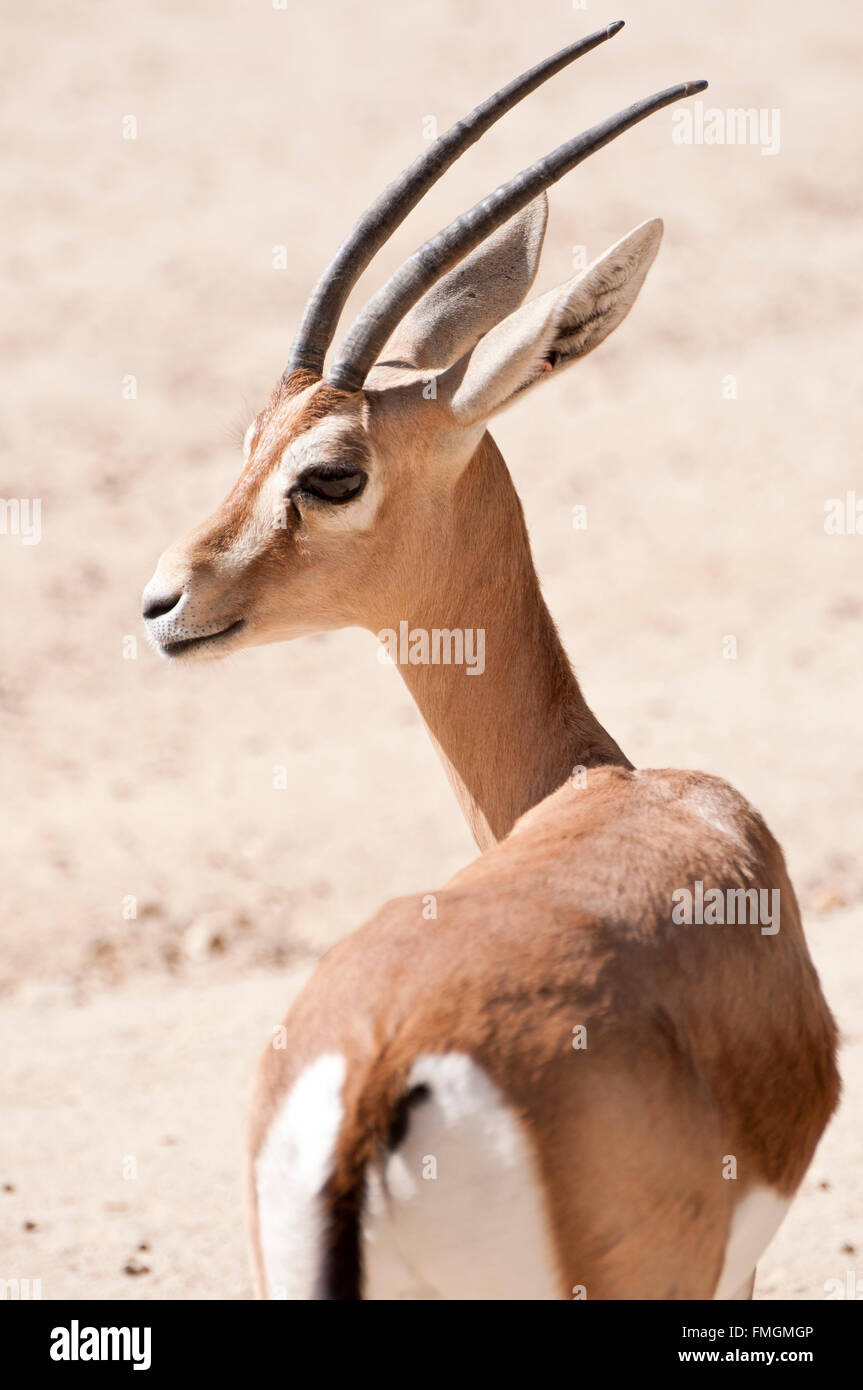 Dorcas gazelle, Gazella dorcas Stock Photo