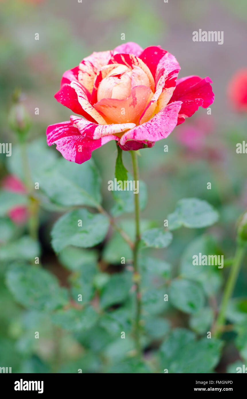 Three color rose blooming in garden Stock Photo