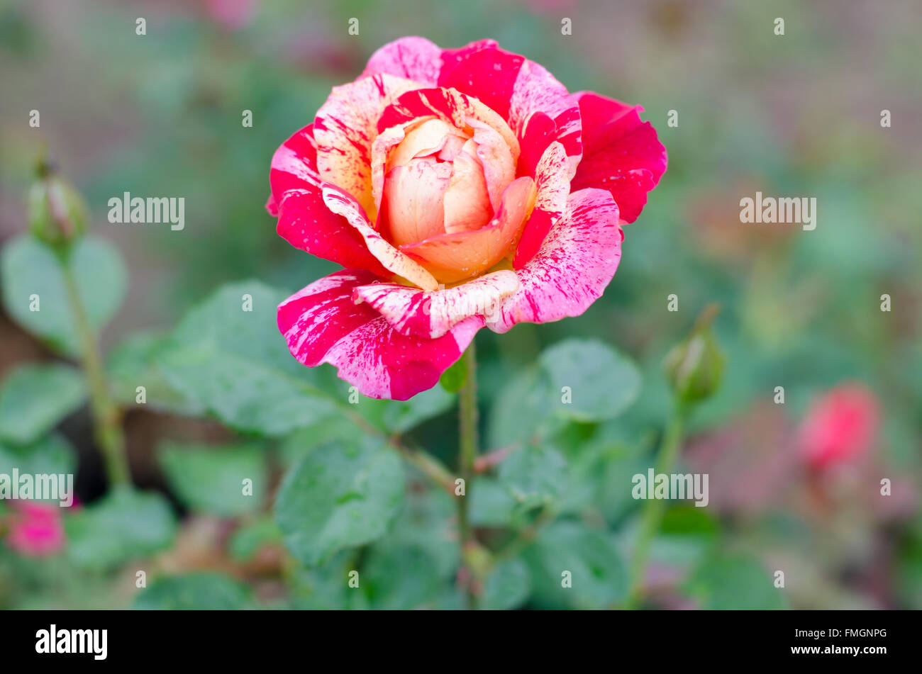 Three color rose blooming in garden Stock Photo