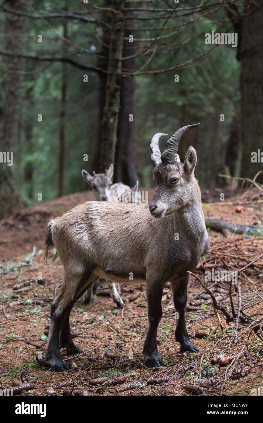 Young alpine ibex, Capra ibex, looking around in a wood with babies behind Stock Photo