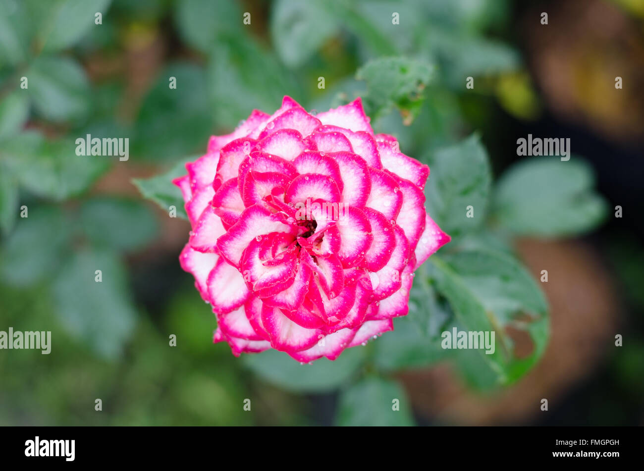 Two color rose blooming in garden Stock Photo