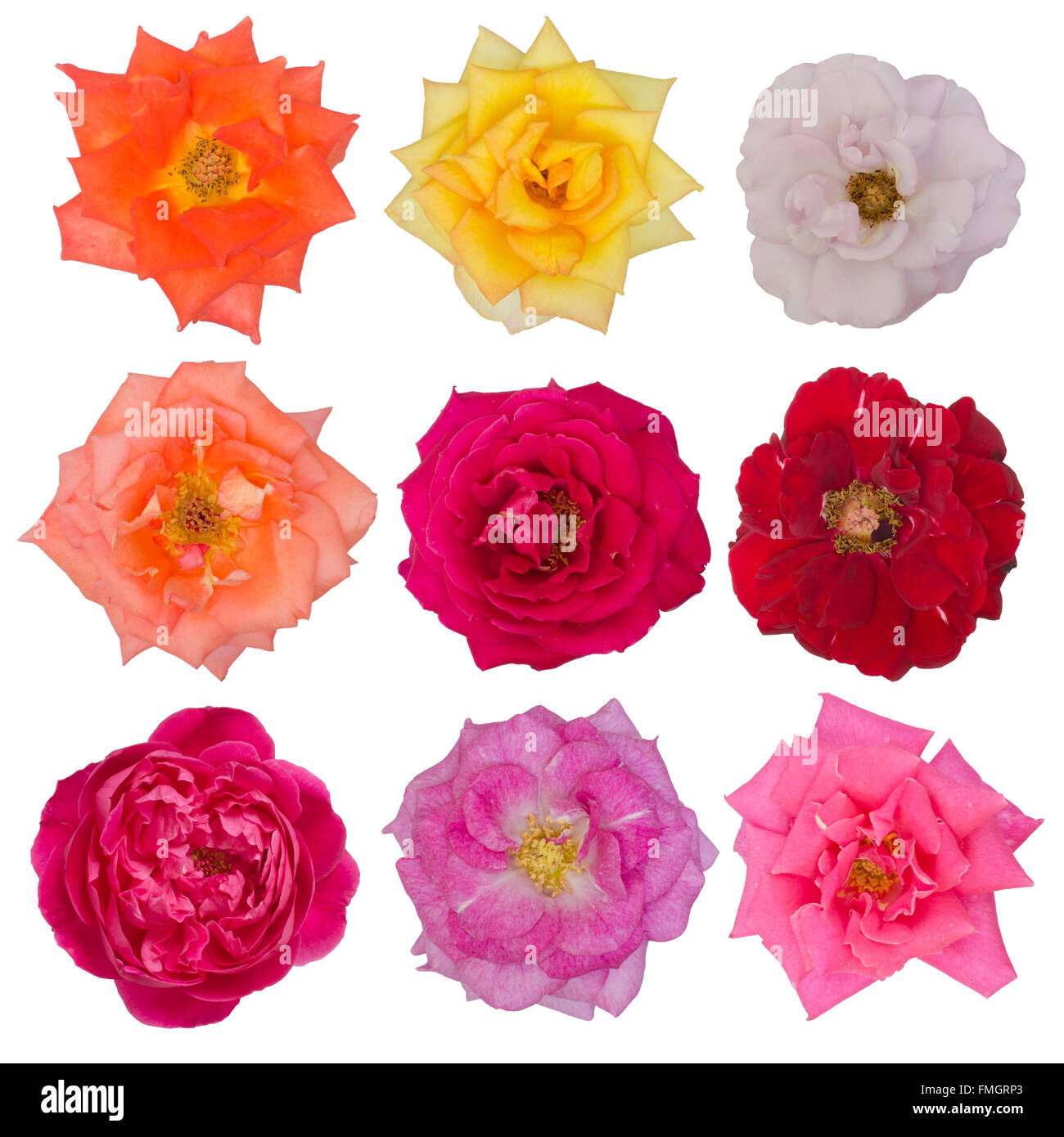 Collection of beautiful roses isolated on white background Stock Photo ...
