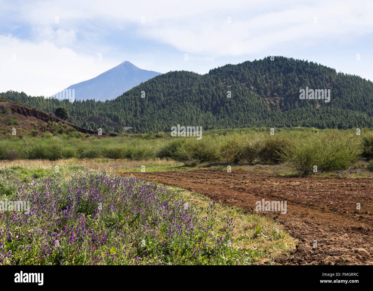 Wildflowers in a field in front of a pine forest, Mount Teide in the distance, panorama from a hiking trip near Erjos, Tenerife Stock Photo