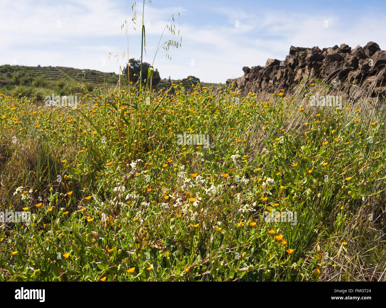 Field marigold, Calendula arvensis, dominating along a footpath in the countryside near Erjos in Tenerife Canary Islands Spain Stock Photo