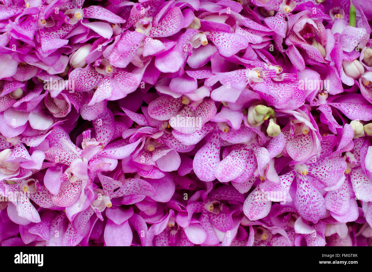 Beautiful pink orchid background Stock Photo - Alamy