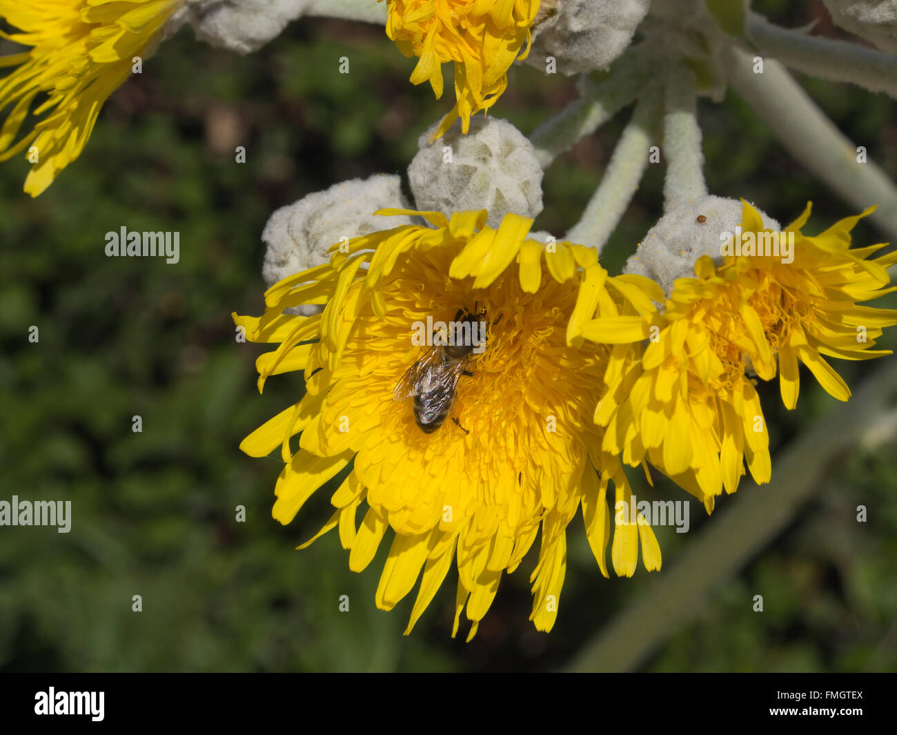 Sonchus acaulis, huge dandelion, wildflower endemic to the Canary Islands, close up with honey bee near Erjos in Tenerife Stock Photo