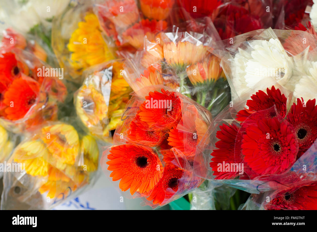 Gerbera for sale at flower market in Bangkok , Thailand Stock Photo
