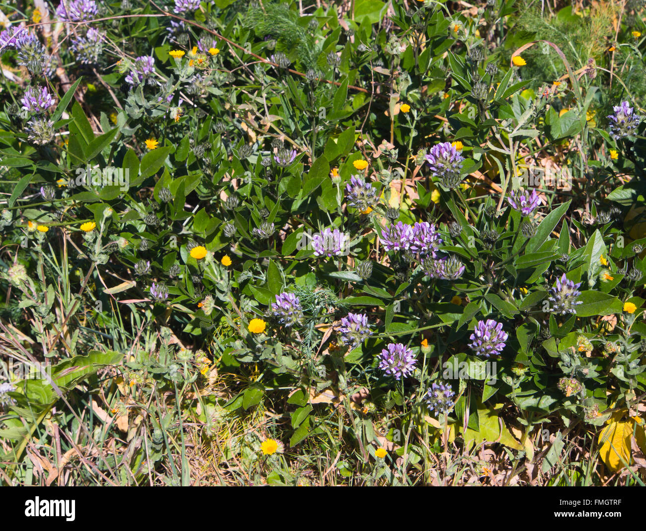 Bituminaria bituminosa, Arabian pea or pitch trefoil, here with other wildflowers near Erjos, Tenerife, Canary Islands Spain Stock Photo