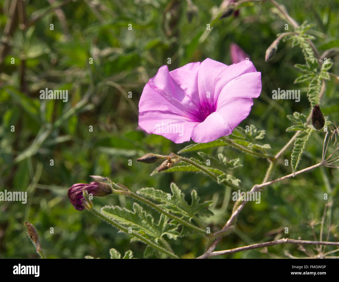 Convolvulus althaeoides , mallow bindweed, close up of pink flower and stem in the bright Tenerife sunlight Stock Photo