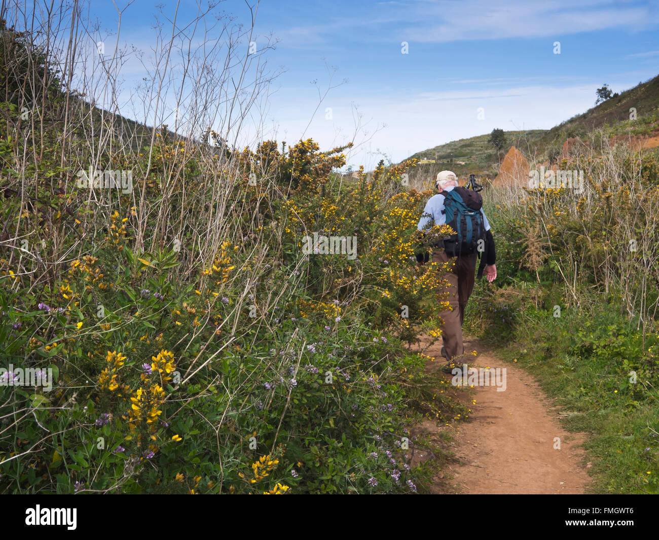 Footpath with gorse, Arabian pea and male hiker around  'Charcas del Erjos' Tenerife Canary Islands Spain Stock Photo