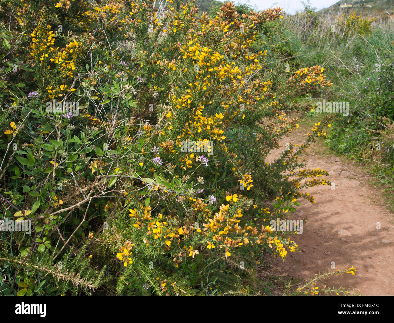 Footpath with gorse, Arabian pea and lush vegetation around  'Charcas del Erjos' Tenerife Canary Islands Spain Stock Photo