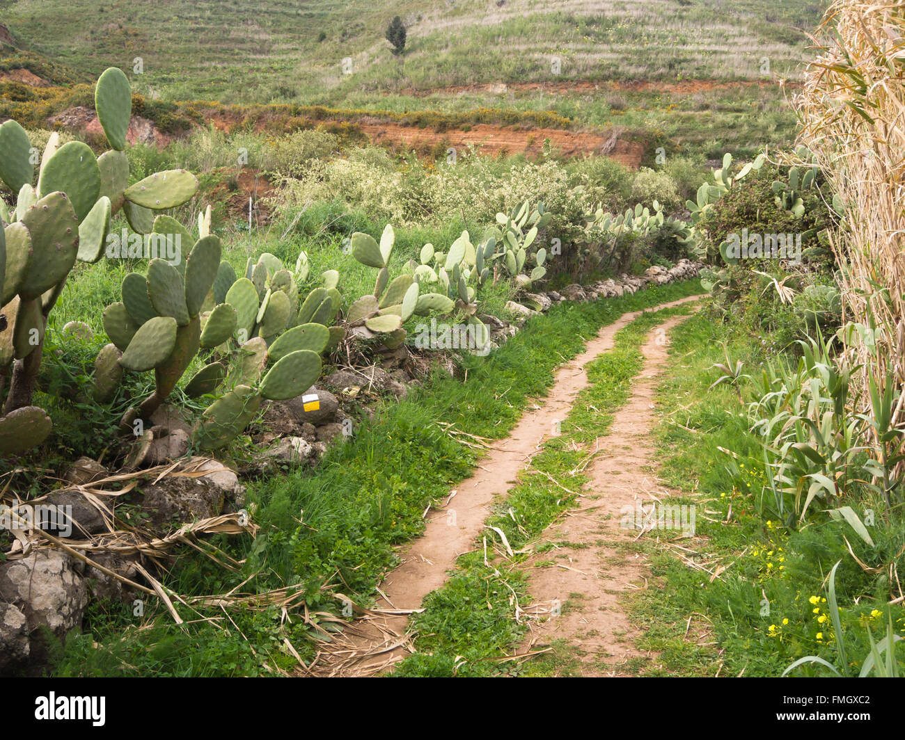 Prickly pear Opuntia dillenii , dirt track, footpath markings, landscape in 'Charcas del Erjos' Tenerife Canary Islands Spain Stock Photo